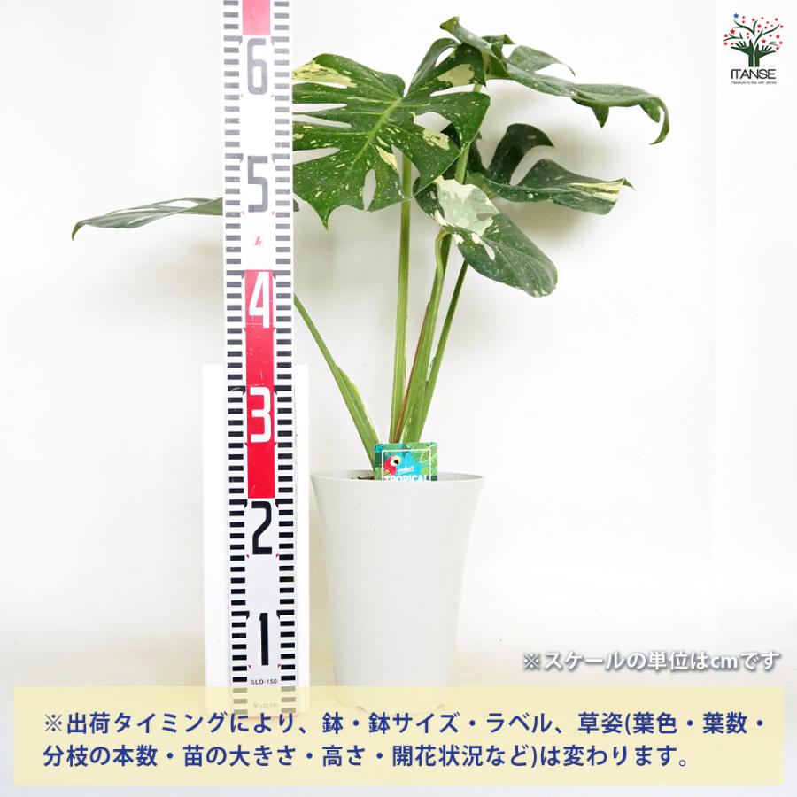 モンステラ タイコンステレーション 観葉植物 6号/1個売り リビング