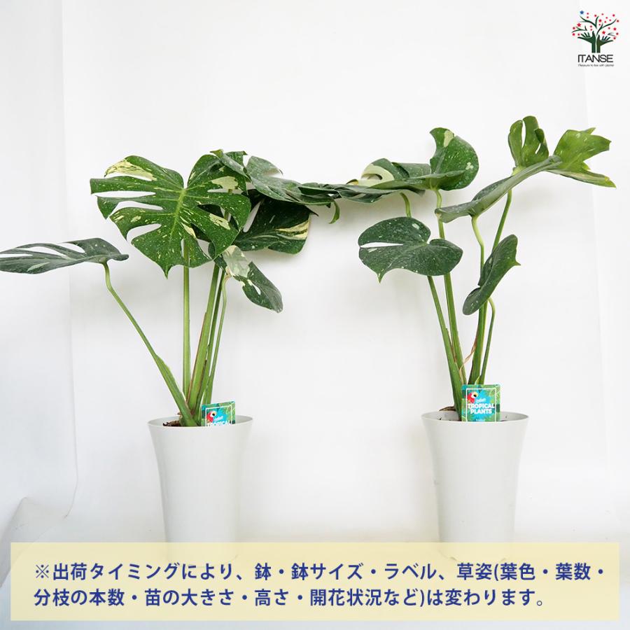モンステラ タイコンステレーション 観葉植物 6号/1個売り リビング
