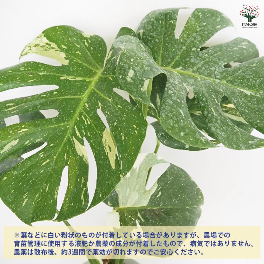 モンステラ　タイコンステレーション　6号 モンステラ タイコンステレーション 観葉植物 6号/1個売り リビング