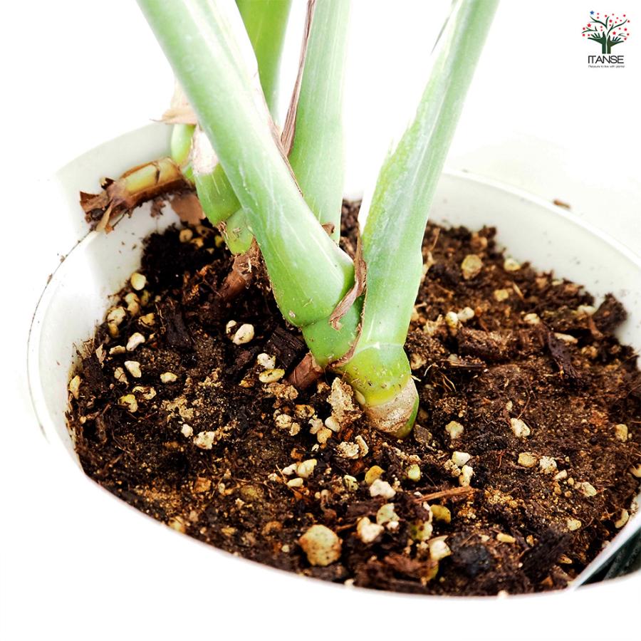 【現品】モンステラ・タイコンステレーション　6号　黒鉢　（2） 現品】モンステラ・タイコンステレーション 6号 黒鉢 （2） 楽天市場