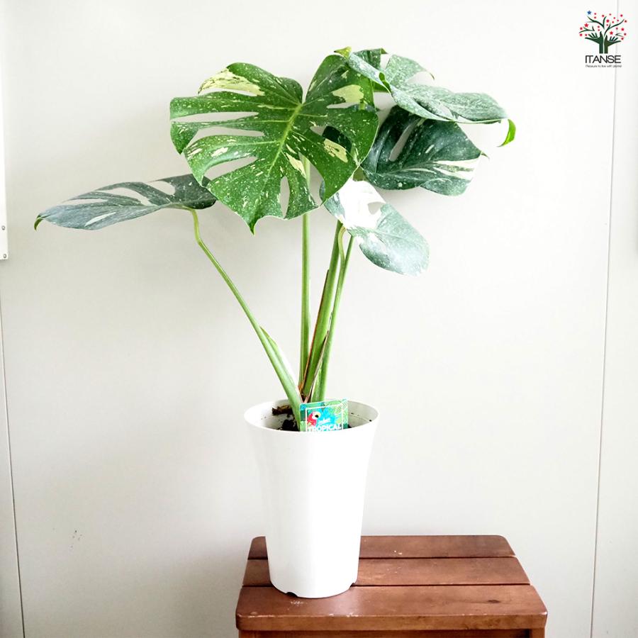 【現品】モンステラ・タイコンステレーション　6号　黒鉢　（3） 楽天市場】モンステラ タイコンステレーション 6号 プラ鉢