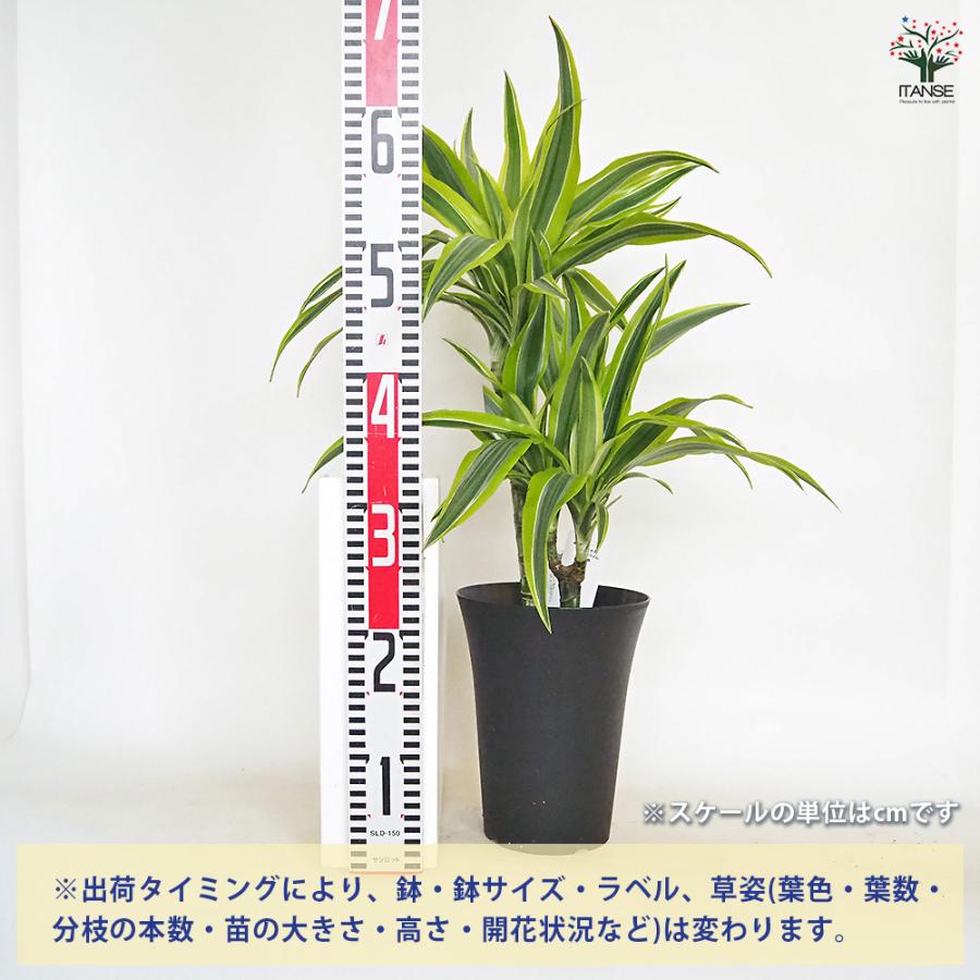 P. Dragon 観葉植物 P. coronarium 'Dragon Tree' こちらの株をヤフオク出品中です
