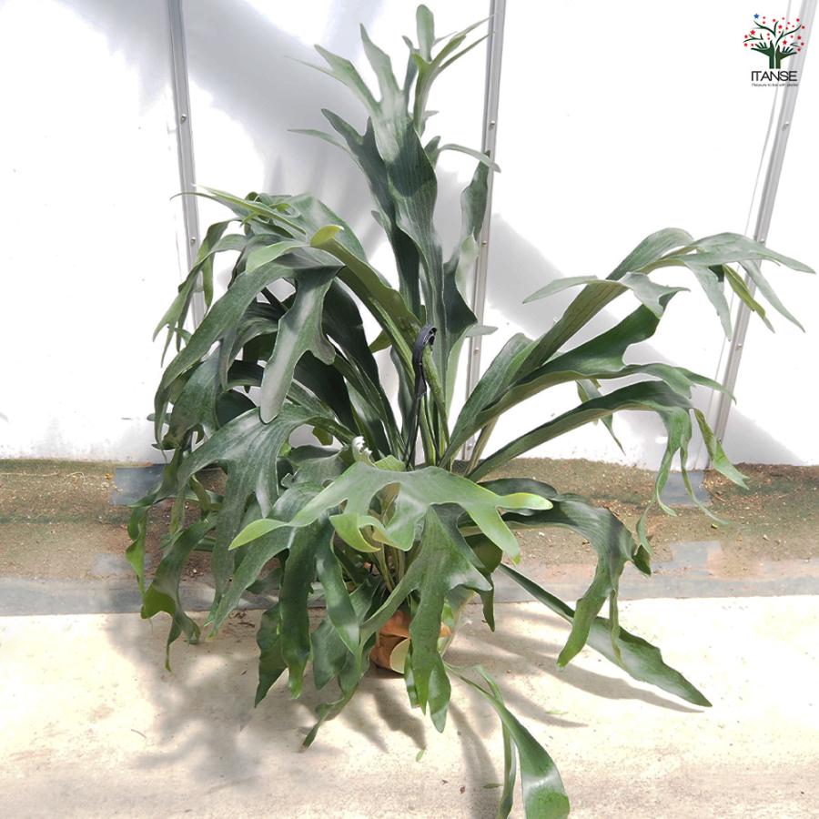 ビカクシダ(コウモリラン) ネザーランド 吊り 観葉植物 7号/1個