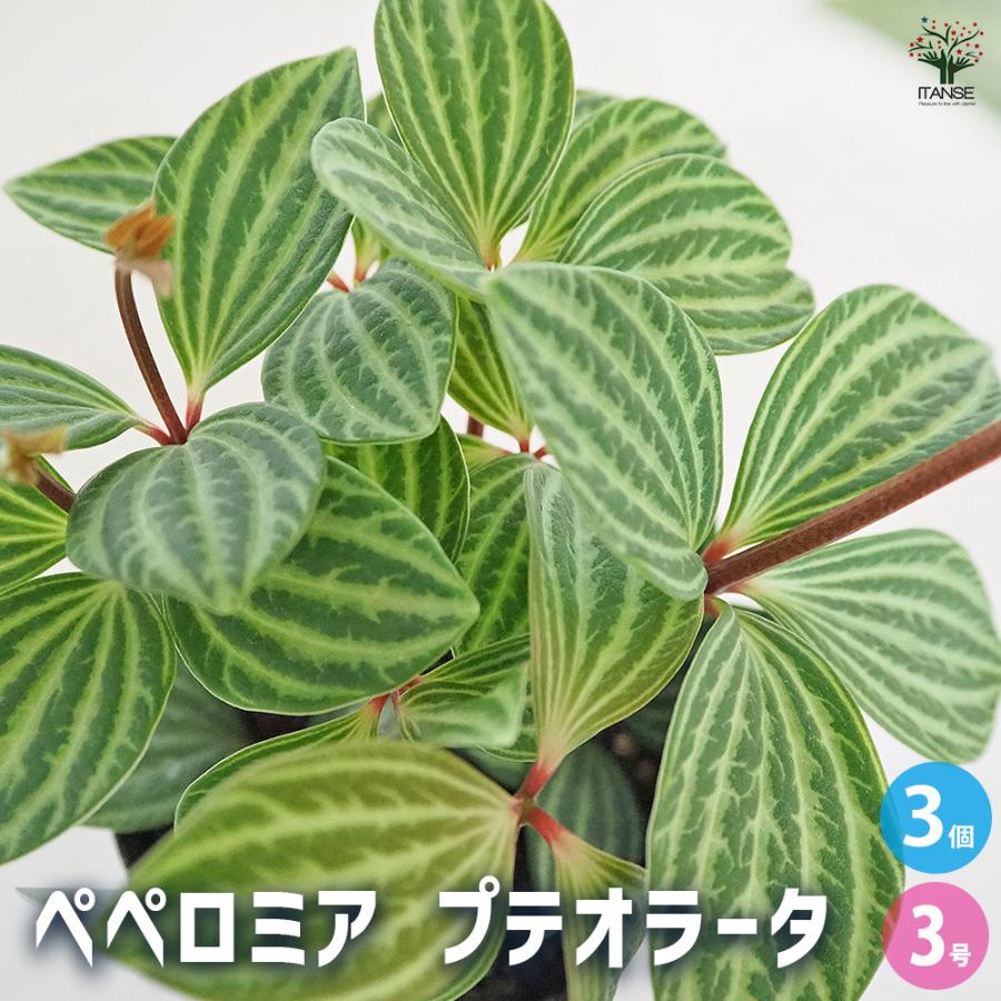 ペペロミア プテオラータ 観葉植物 3号/お買い得3個セット 吊り鉢 