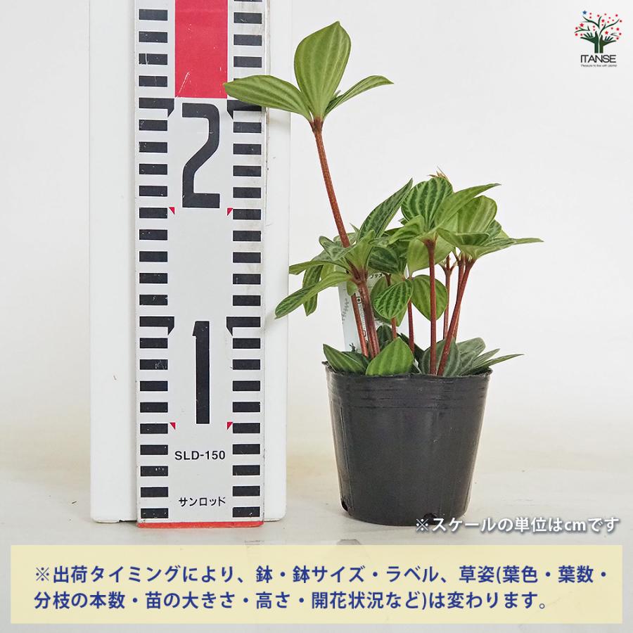 ペペロミア プテオラータ 観葉植物 3号/お買い得3個セット 吊り鉢