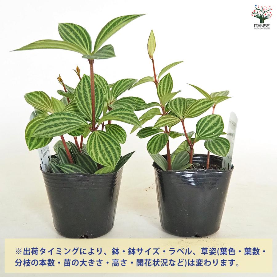 ペペロミア プテオラータ 観葉植物 3号/お買い得3個セット 吊り鉢