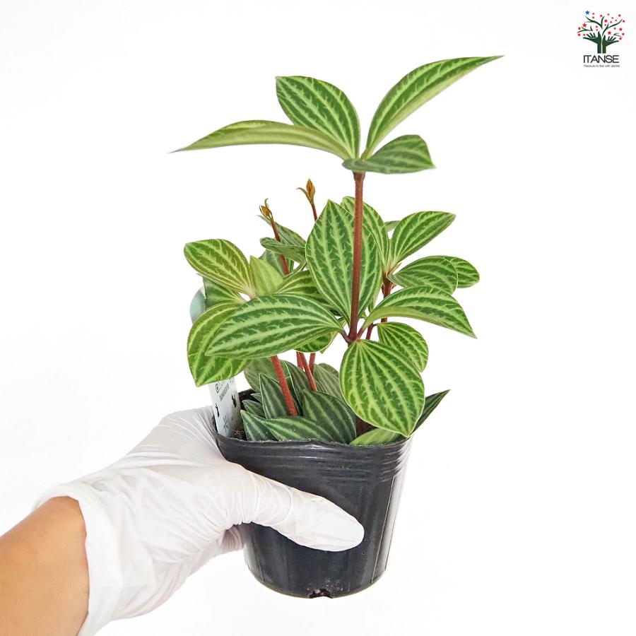 ペペロミア プテオラータ 観葉植物 3号/お買い得3個セット 吊り鉢