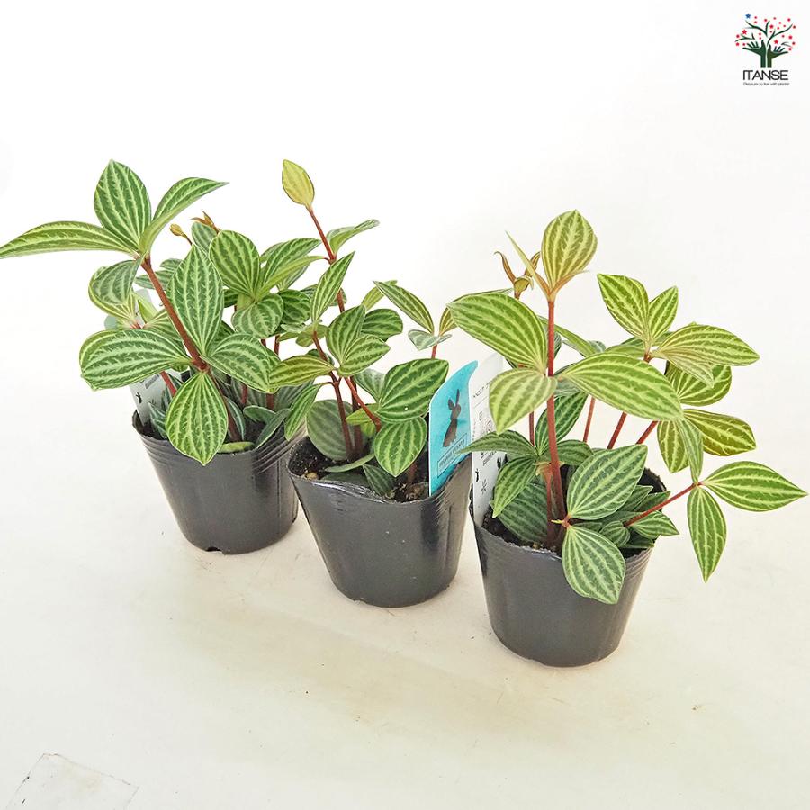 ペペロミア プテオラータ 観葉植物 3号/お買い得3個セット 吊り鉢
