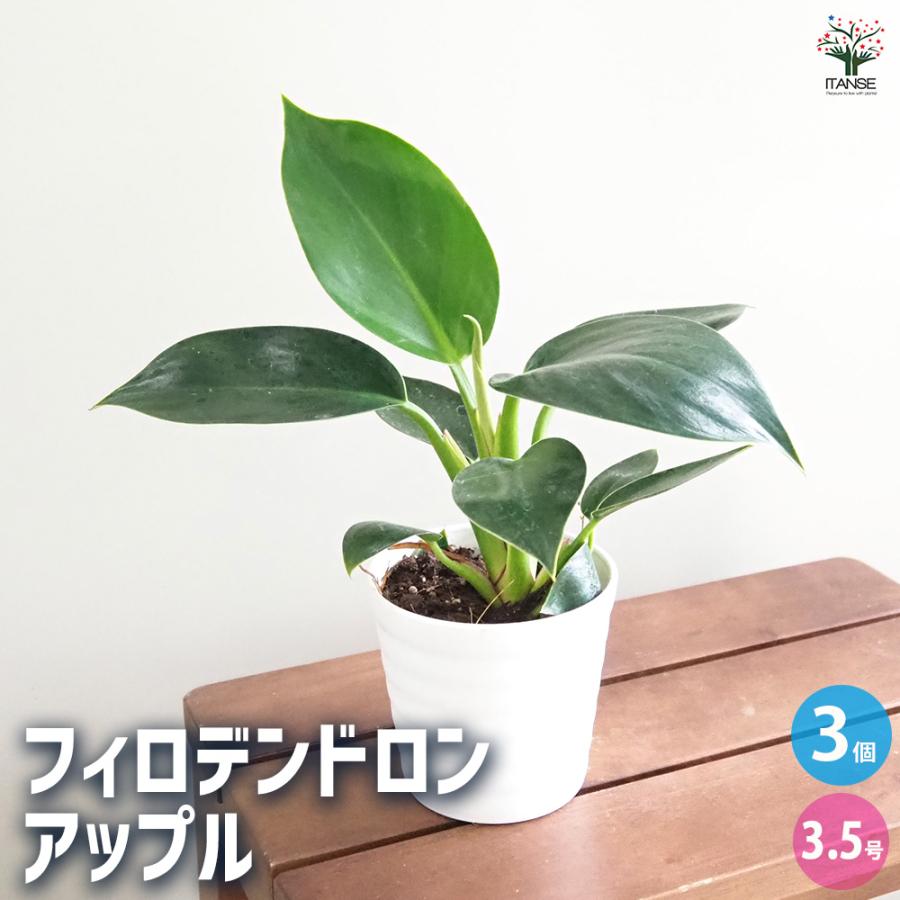フィロデンドロン アップル 観葉植物 3.5号/お買い得3個セット