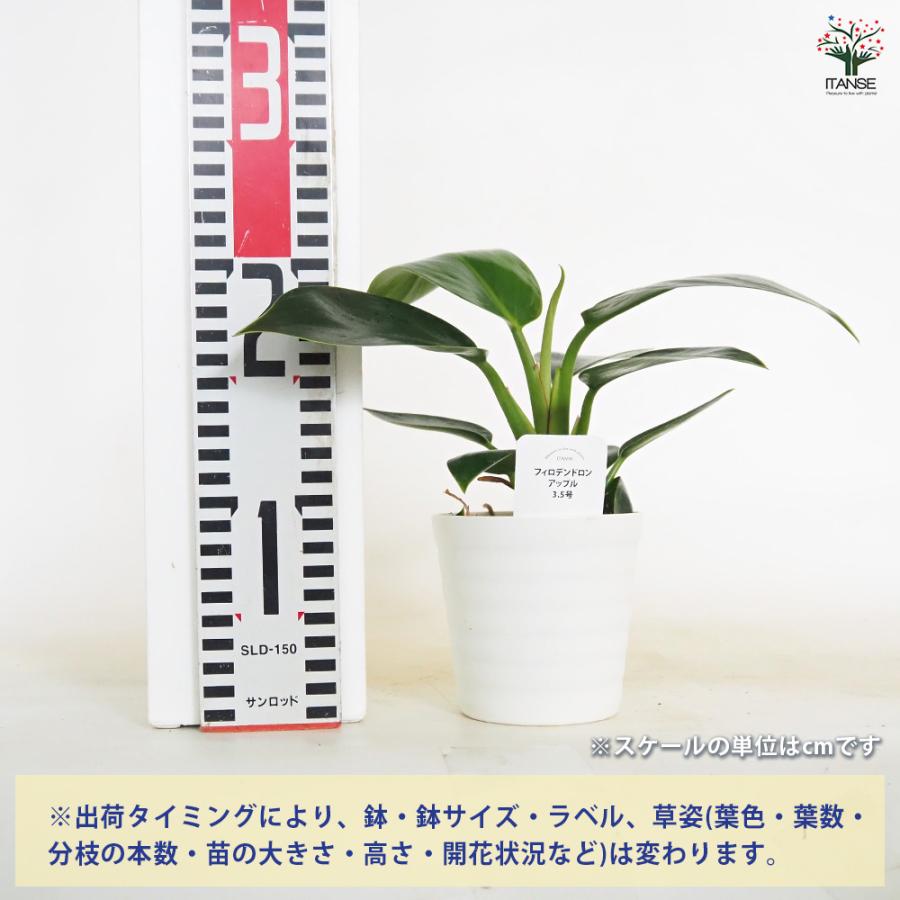 フィロデンドロン 主役級の3品種セット ！ フィロデンドロン アップル 観葉植物 3.5号/お買い得3個セット