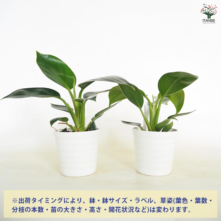 フィロデンドロン アップル 観葉植物 3.5号/お買い得3個セット
