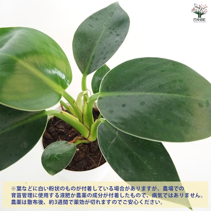 フィロデンドロン アップル 観葉植物 3.5号/お買い得3個セット