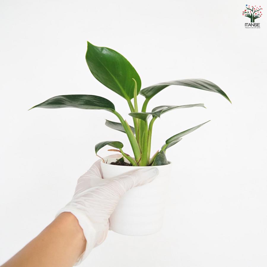 観葉植物 フィロデンドロン セット販売③ 8種類 今季最後のお買い得
