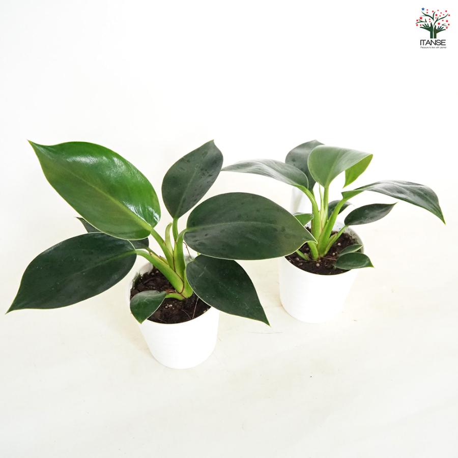 フィロデンドロン アップル 観葉植物 3.5号/お買い得3個セット