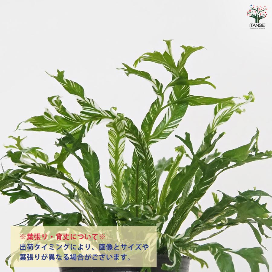アスプレニウム ニダス バリエガータ 観葉植物 3号/1個売り シマオオ