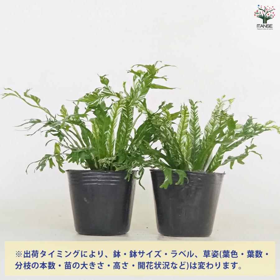 アスプレニウム ニダス バリエガータ 観葉植物 3号/お買い得2個