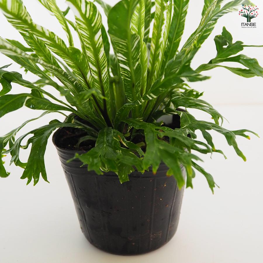 アスプレニウム ニダス バリエガータ 観葉植物 3号/お買い得2個