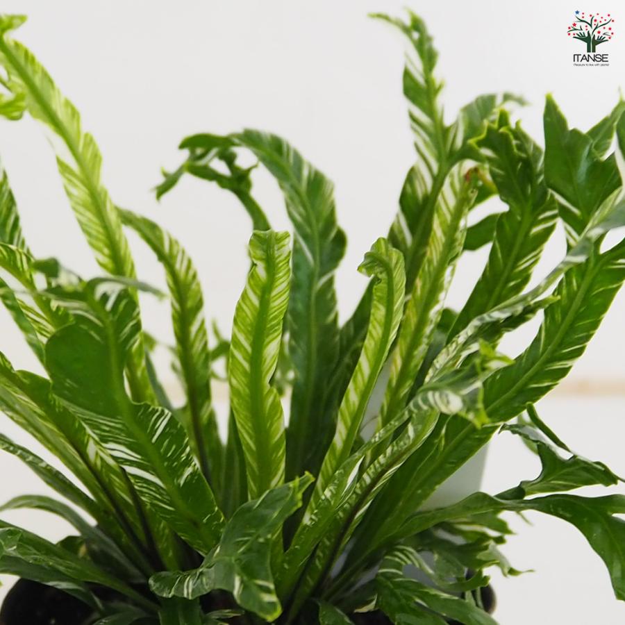 アスプレニウム ニダス バリエガータ 観葉植物 3号/お買い得2個セット