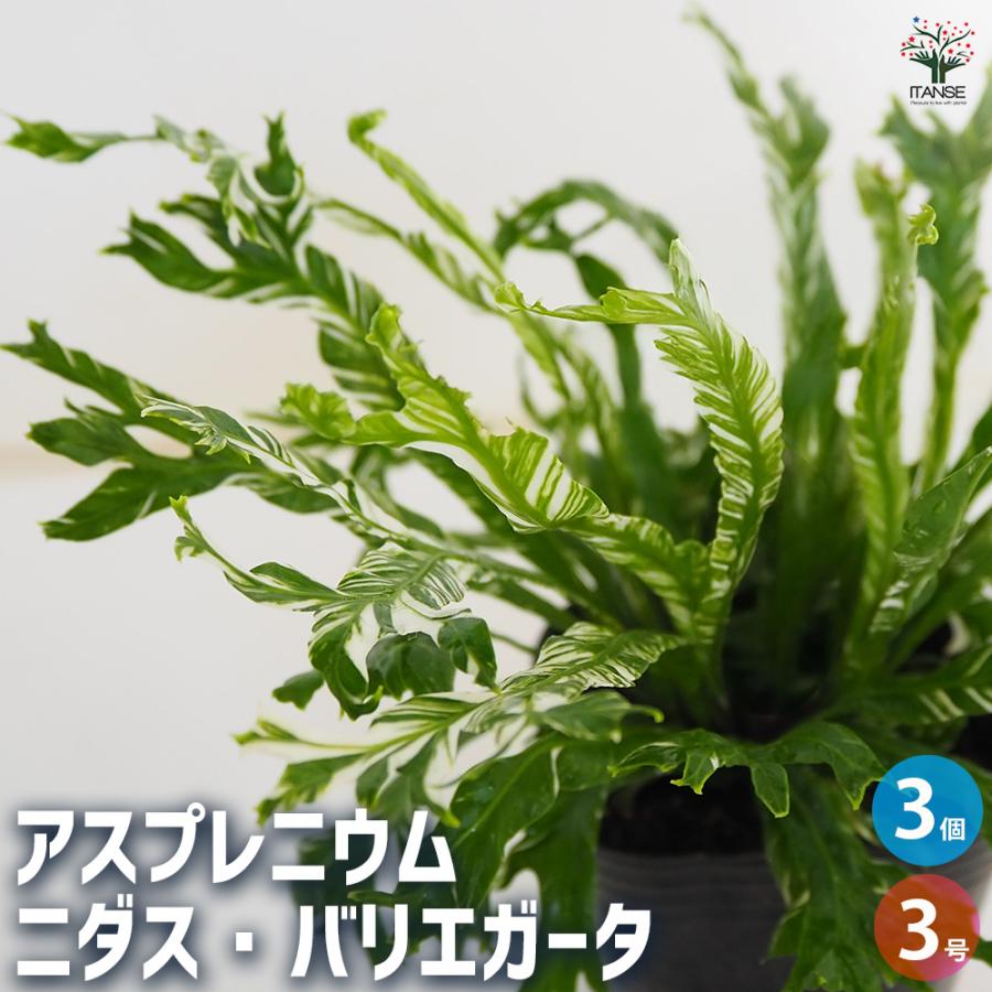 アスプレニウム ニダス バリエガータ 観葉植物 3号/お買い得3個セット