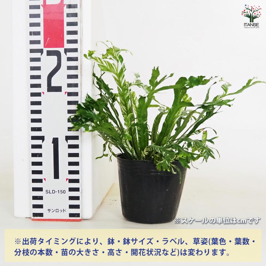 アスプレニウム ニダス バリエガータ 観葉植物 3号/お買い得3個セット