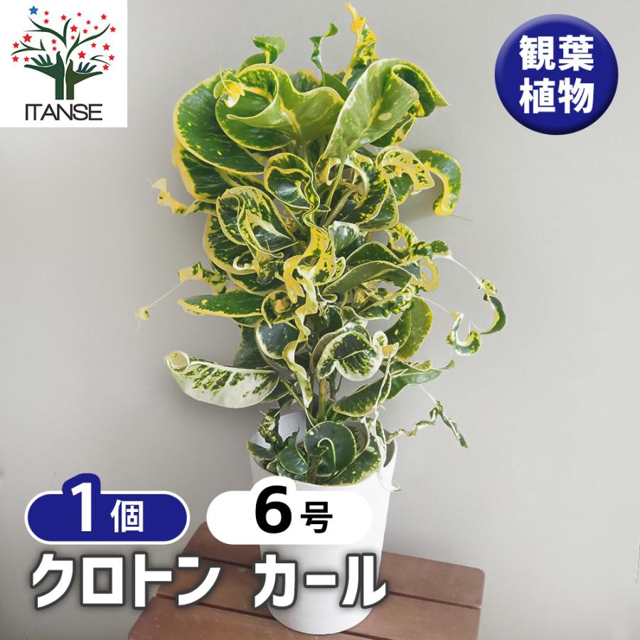クロトン カール 観葉植物 6号/1個売り リビング オフィス 事務所
