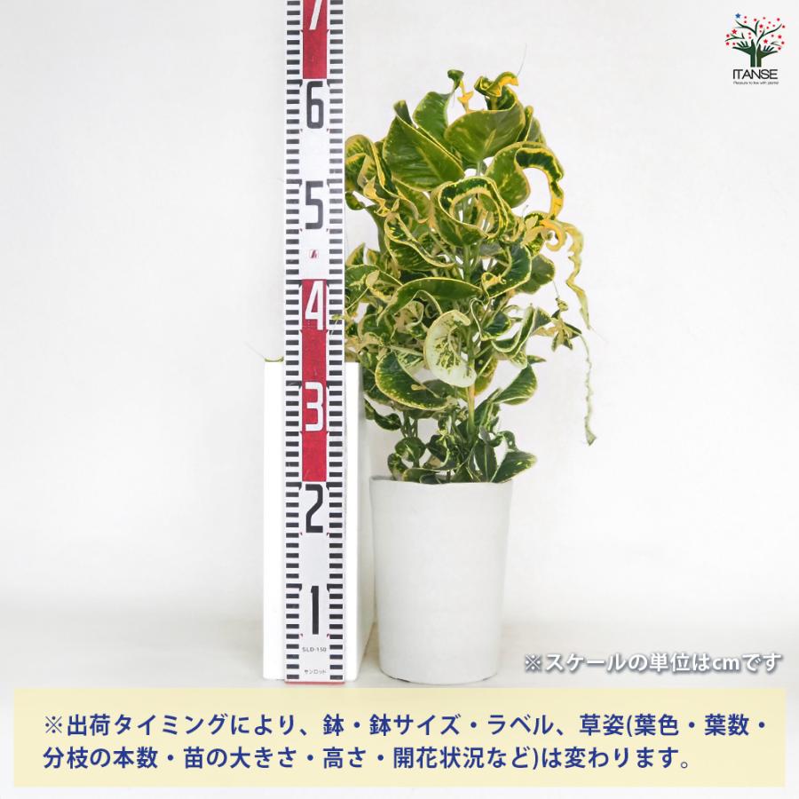 クロトン カール 観葉植物 6号/1個売り リビング オフィス 事務所