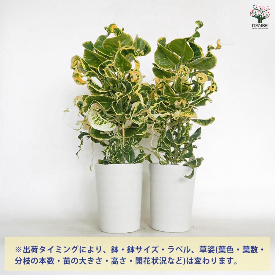 クロトン カール 観葉植物 6号/1個売り リビング オフィス 事務所