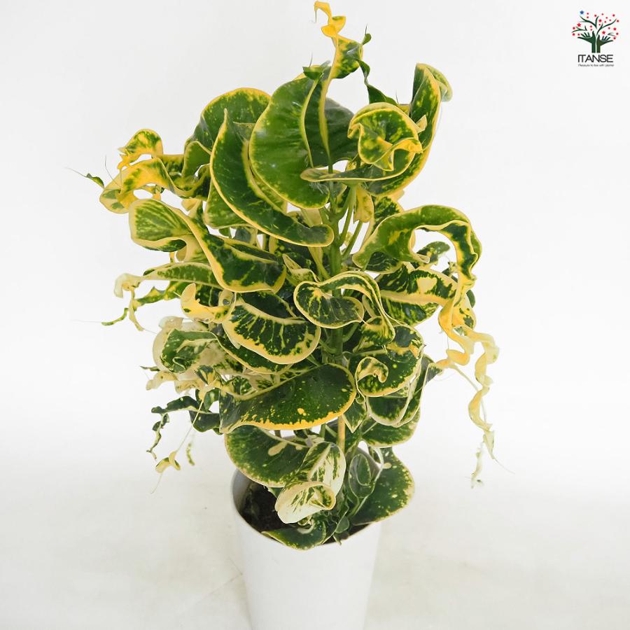珍品 クロトン クロトン 丸葉 カラーリーフ 観葉植物 レア 希少 【公式通販】