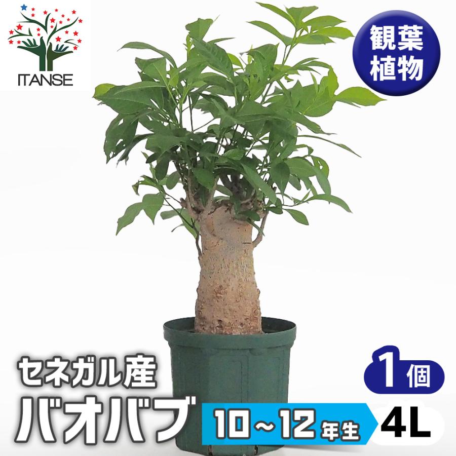 バオバブ 観葉植物 4L/1個売り 逆さの木 さかさまの木 アオイ科