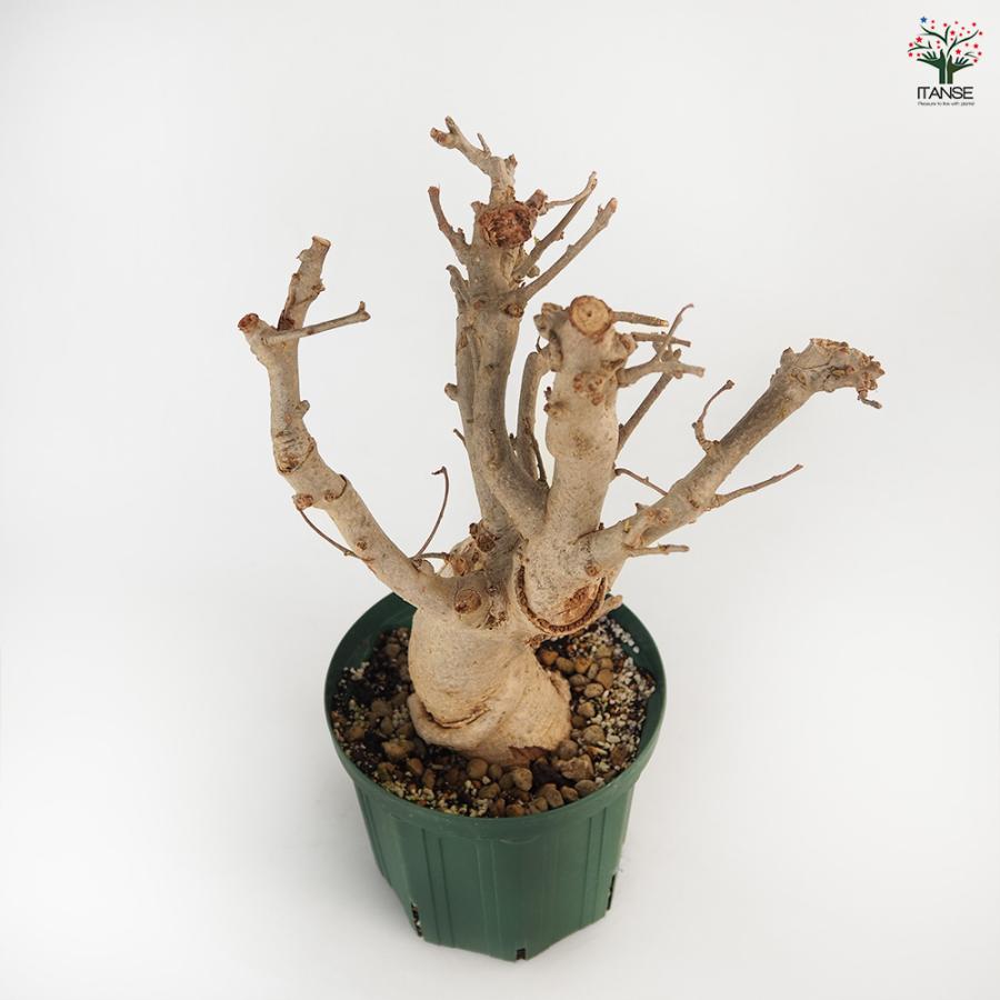 バオバブの木 観葉植物 バオバブの木は観葉植物として育てられる！魅力や育て方のコツ | 胡蝶