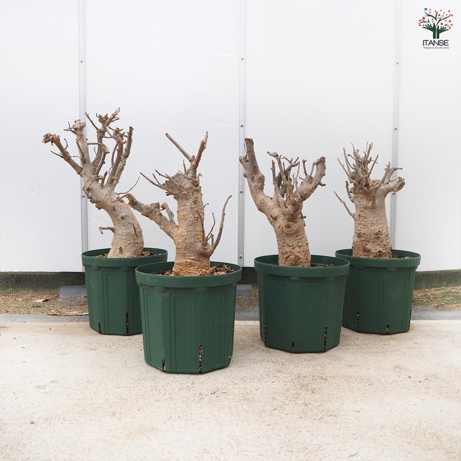 バオバブ 観葉植物 4L/1個売り 逆さの木 さかさまの木 アオイ科