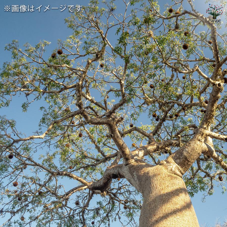 バオバブ 観葉植物 4L/1個売り 逆さの木 さかさまの木 アオイ科