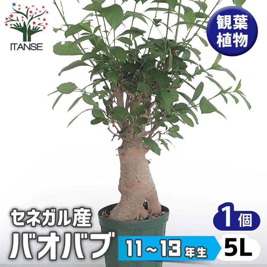 バオバブ 観葉植物 5L/1個売り 逆さの木 さかさまの木 アオイ科