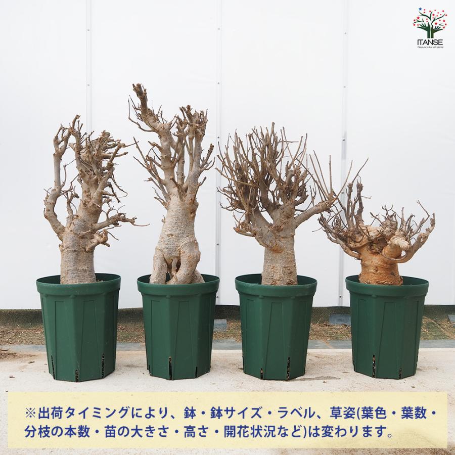 バオバブ 観葉植物 5L/1個売り 逆さの木 さかさまの木 アオイ科