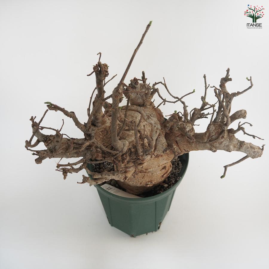 バオバブ 観葉植物 5L/1個売り 逆さの木 さかさまの木 アオイ科