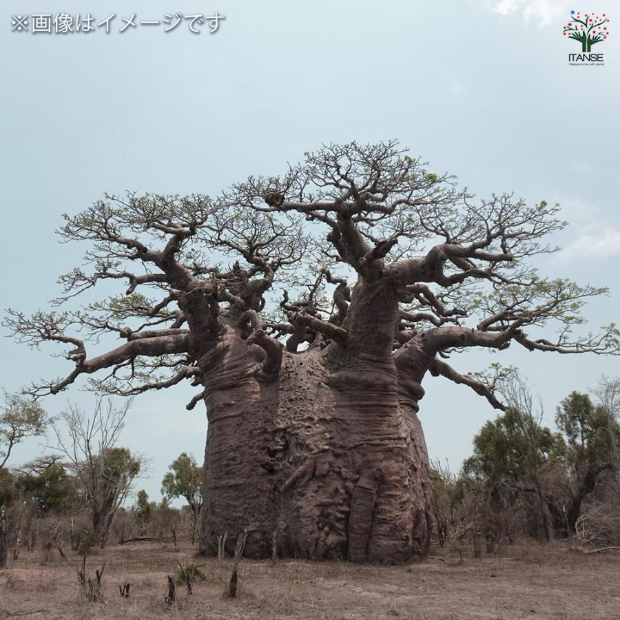 現品】発根済 大株 バオバブの木 バオバブ・ディギタータ 7号鉢 F9番
