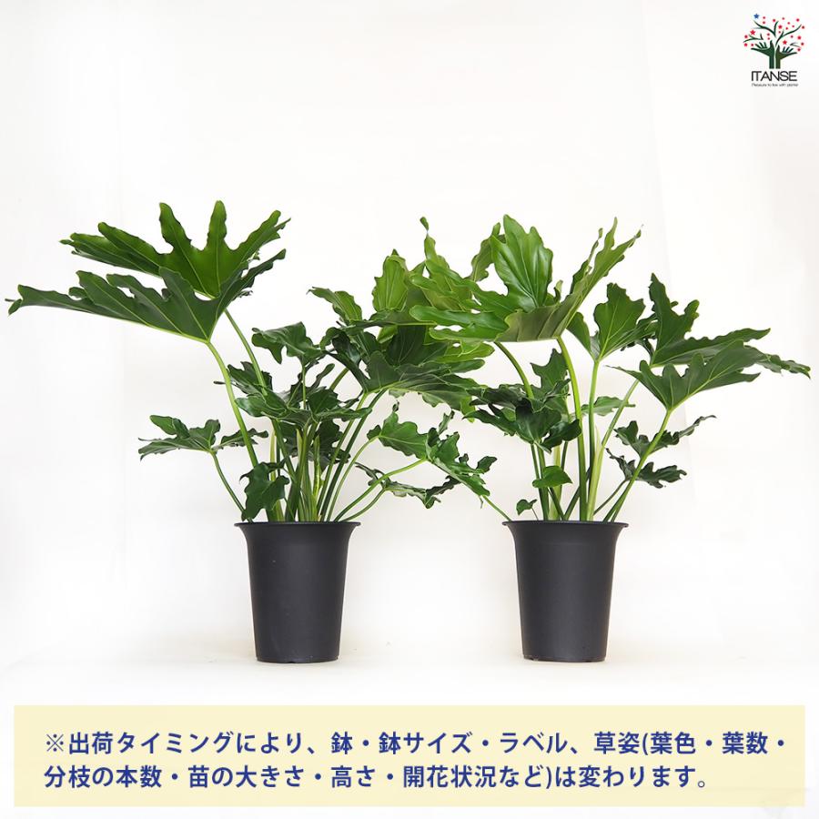 フィロデンドロン セローム 観葉植物 6号/1個売り フィロデン リビング