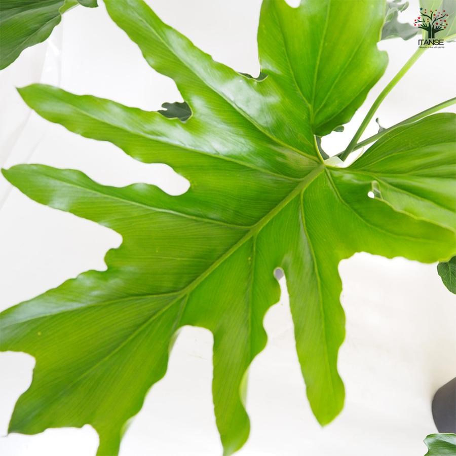 フィロデンドロン セローム 観葉植物 6号/1個売り フィロデン リビング