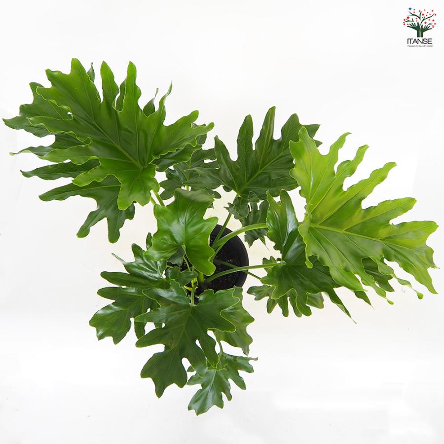 フィロデンドロン セローム 観葉植物 6号/1個売り フィロデン