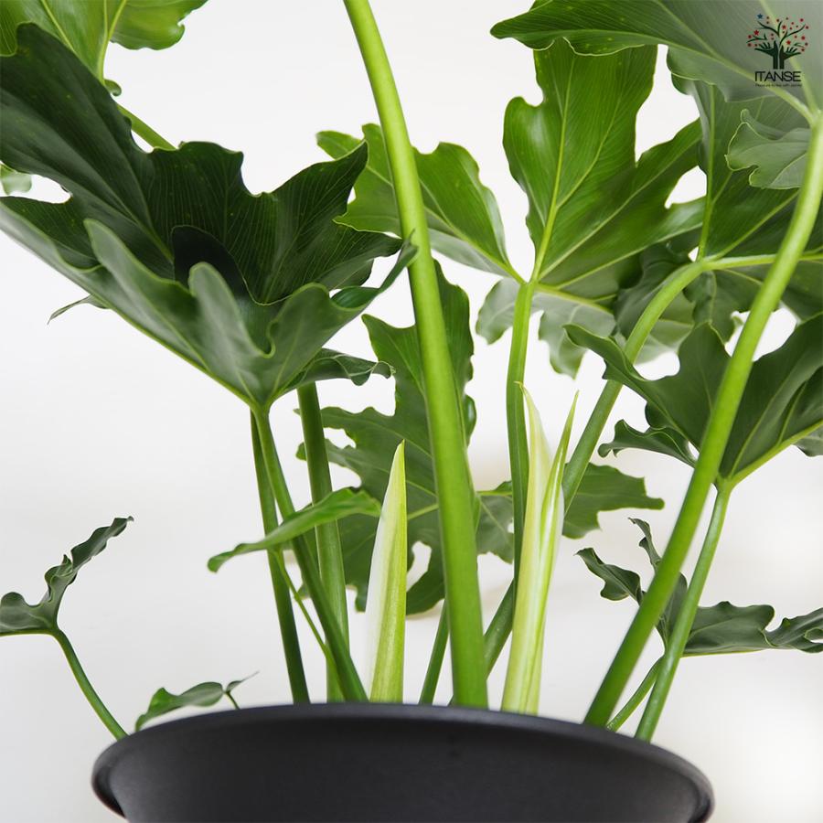 【観葉植物】フィロデンドロン・セローム 大きな葉 全長約110cm ぬき苗 フィロデンドロン セローム 観葉植物 6号/1個売り フィロデン