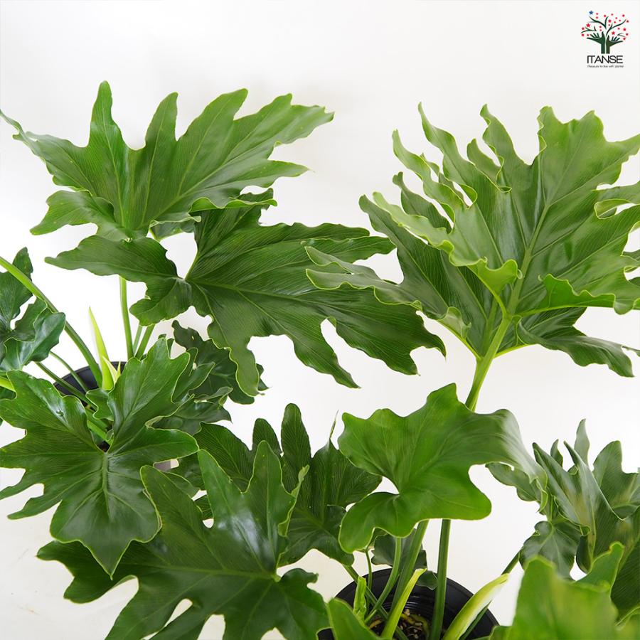フィロデンドロン セローム 観葉植物 6号/1個売り フィロデン リビング
