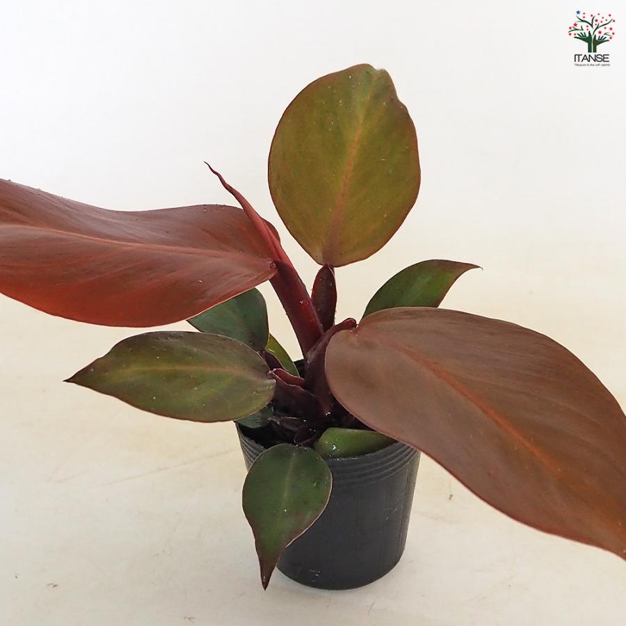 フィロデンドロン レッドムーン 観葉植物 2.5号/お買い得2個セット