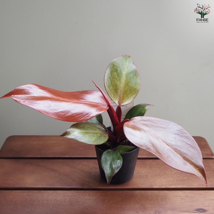 フィロデンドロン レッドムーン 観葉植物 2.5号/お買い得2個セット