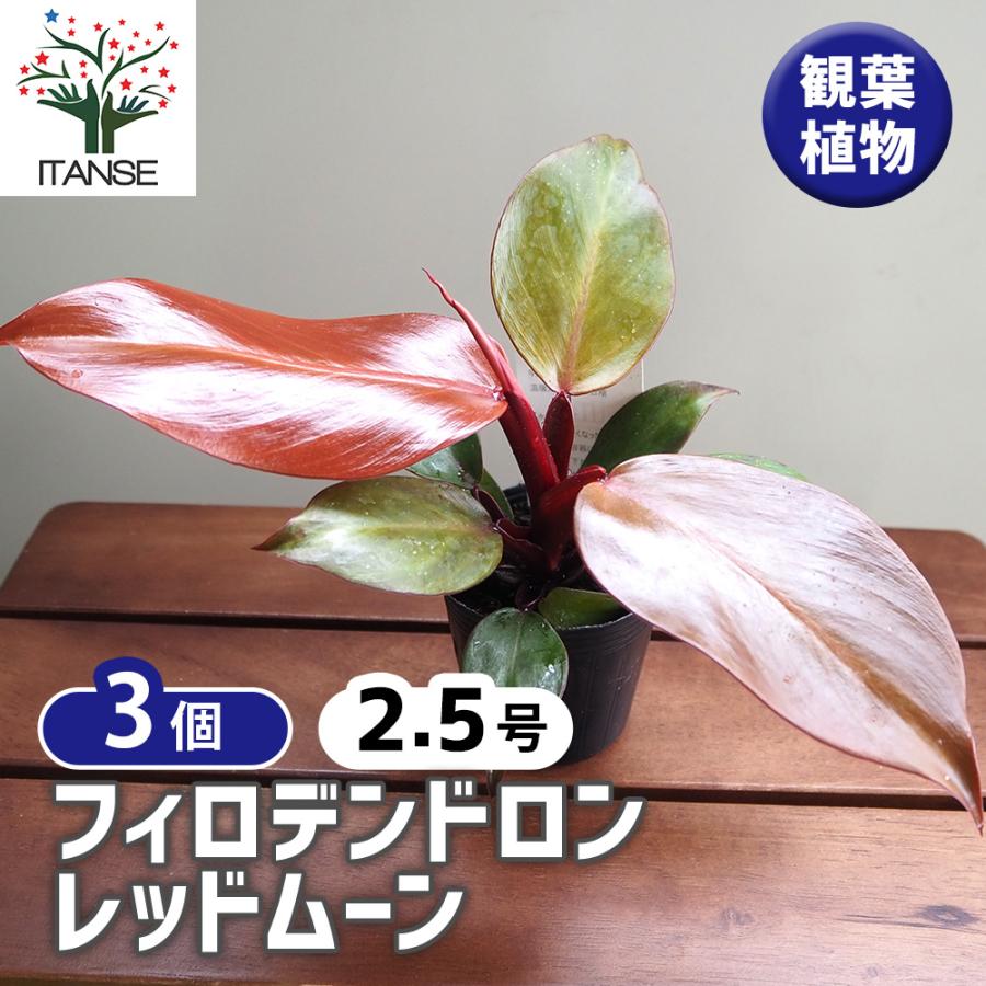 フィロデンドロン レッドムーン 観葉植物 2.5号/お買い得3個セット