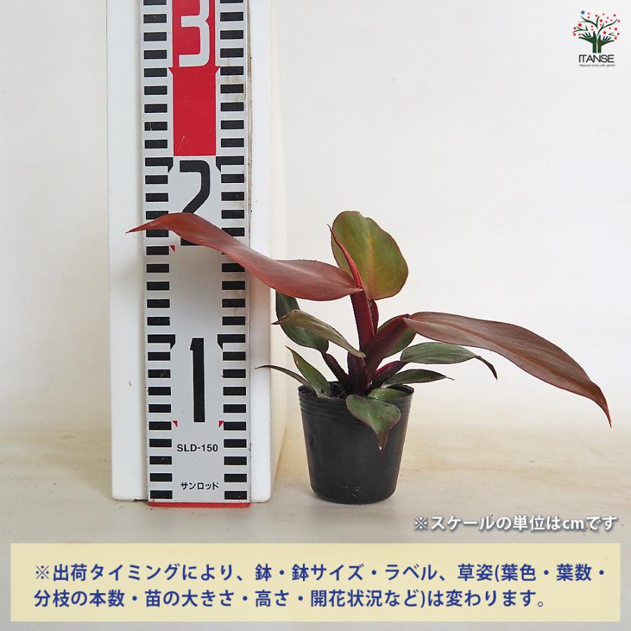 フィロデンドロン レッドムーン 観葉植物 2.5号/お買い得3個セット