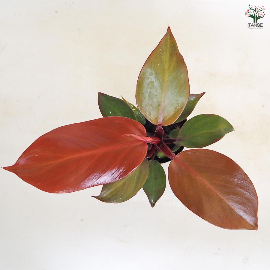 観葉植物 フィロデンドロン レッドムーン フィロデンドロン レッドムーン 観葉植物 2.5号/お買い得3個セット