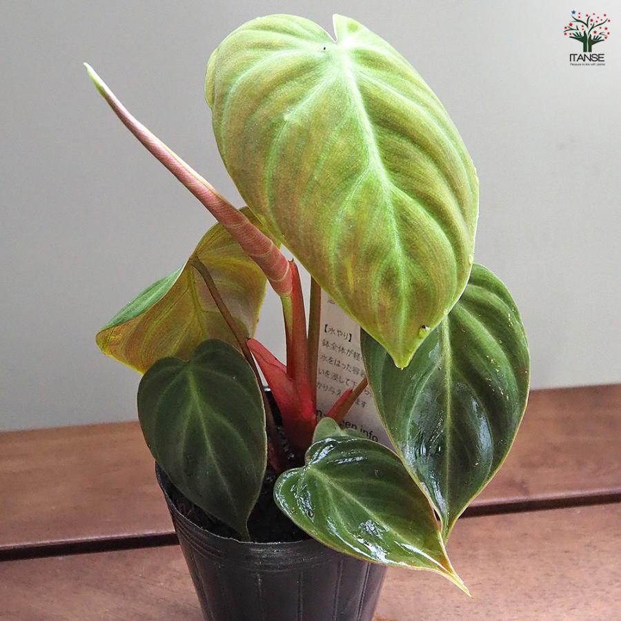 フィロデンドロン エルチョコレッド 観葉植物 2.5号/1個売り