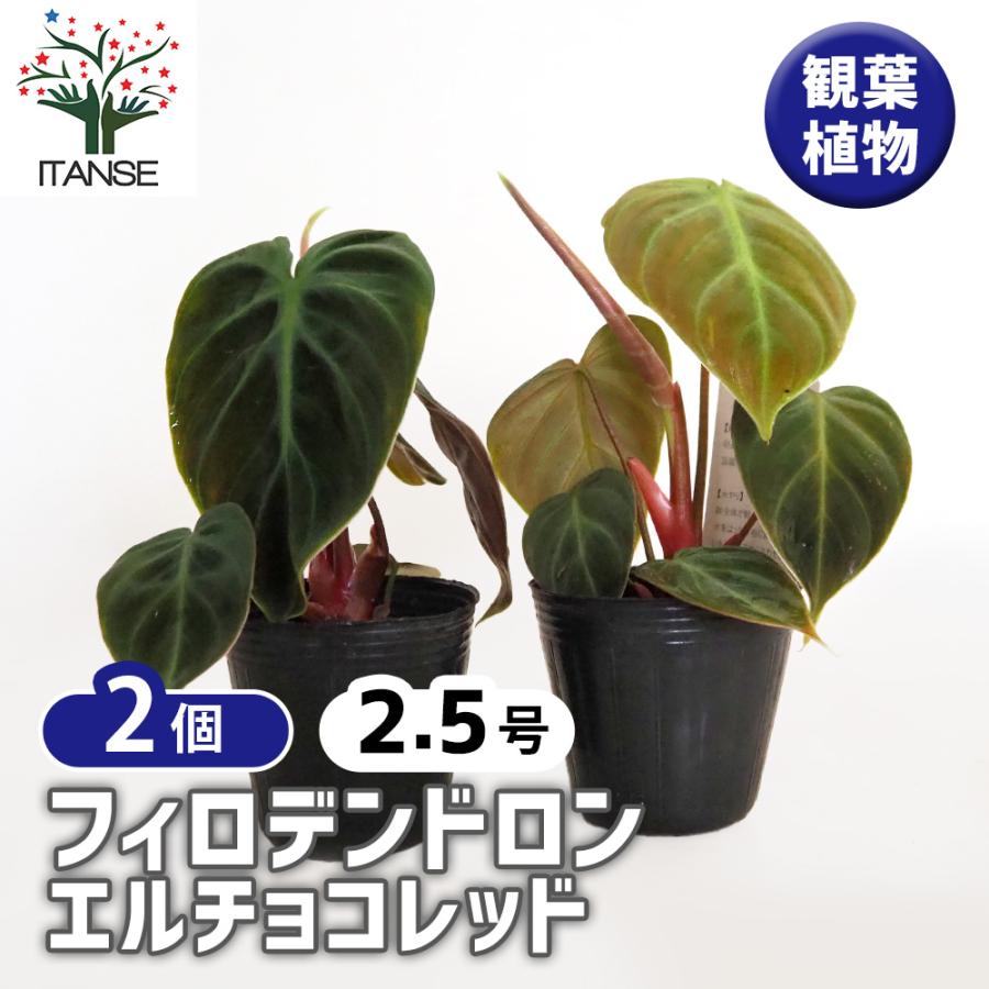 フィロデンドロン エルチョコレッド 観葉植物 2.5号/お買い得2個セット