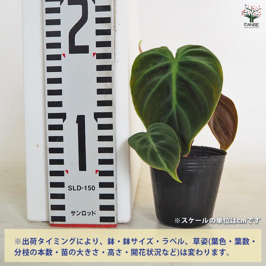 フィロデンドロン エルチョコレッド 観葉植物 2.5号/お買い得2個セット