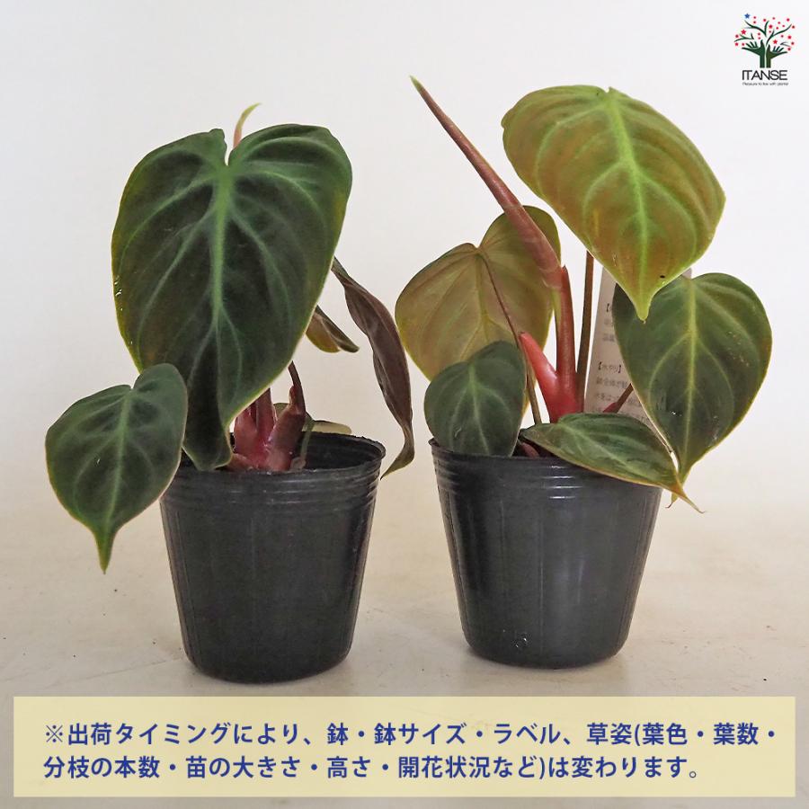 [希少種]フィロデンドロンアオインベ5号 フィロデンドロンの希少品種入荷しました！